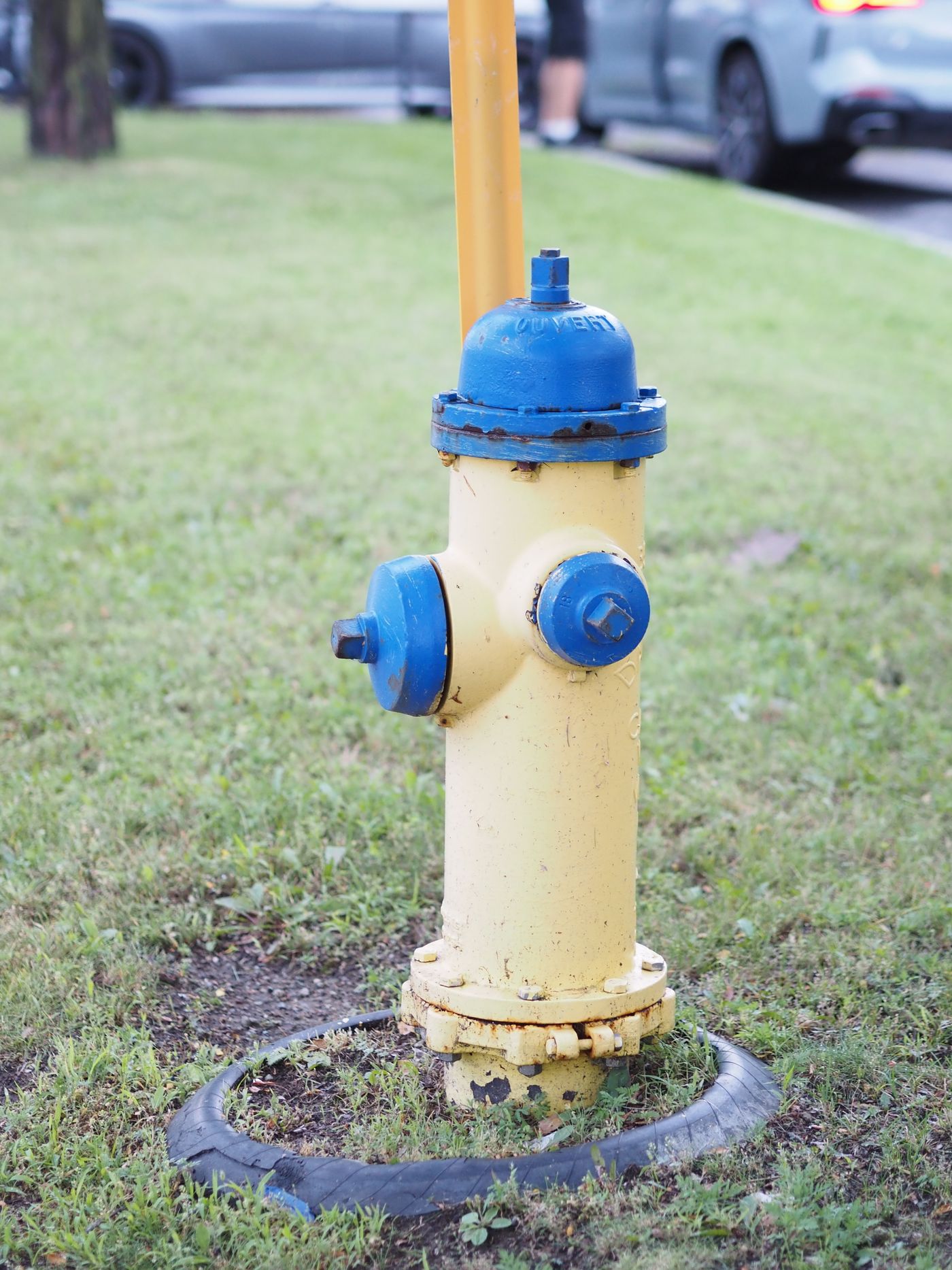 A yellow-and-blue fire hydrant stands in a grassy verge.