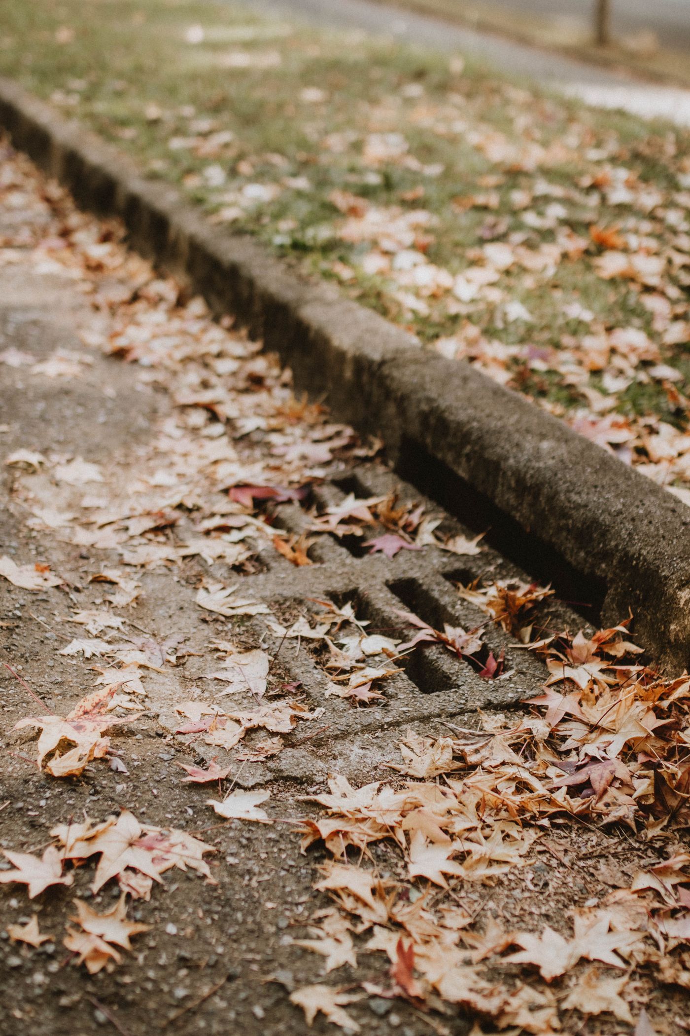 Fallen leaves collect beside a curbside storm drain.