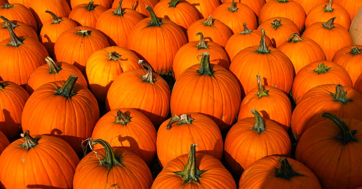 Rows of orange pumpkins form a seasonal display.